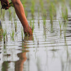【新米/令和７年度産】ふっくら玄米 5 kg －宮城県産ひとめぼれ