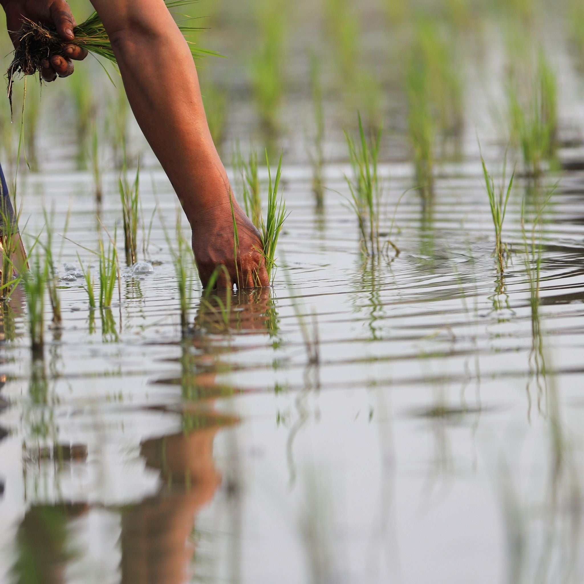 【新米/令和７年度産】ふっくら玄米 10 kg －宮城県産ひとめぼれ