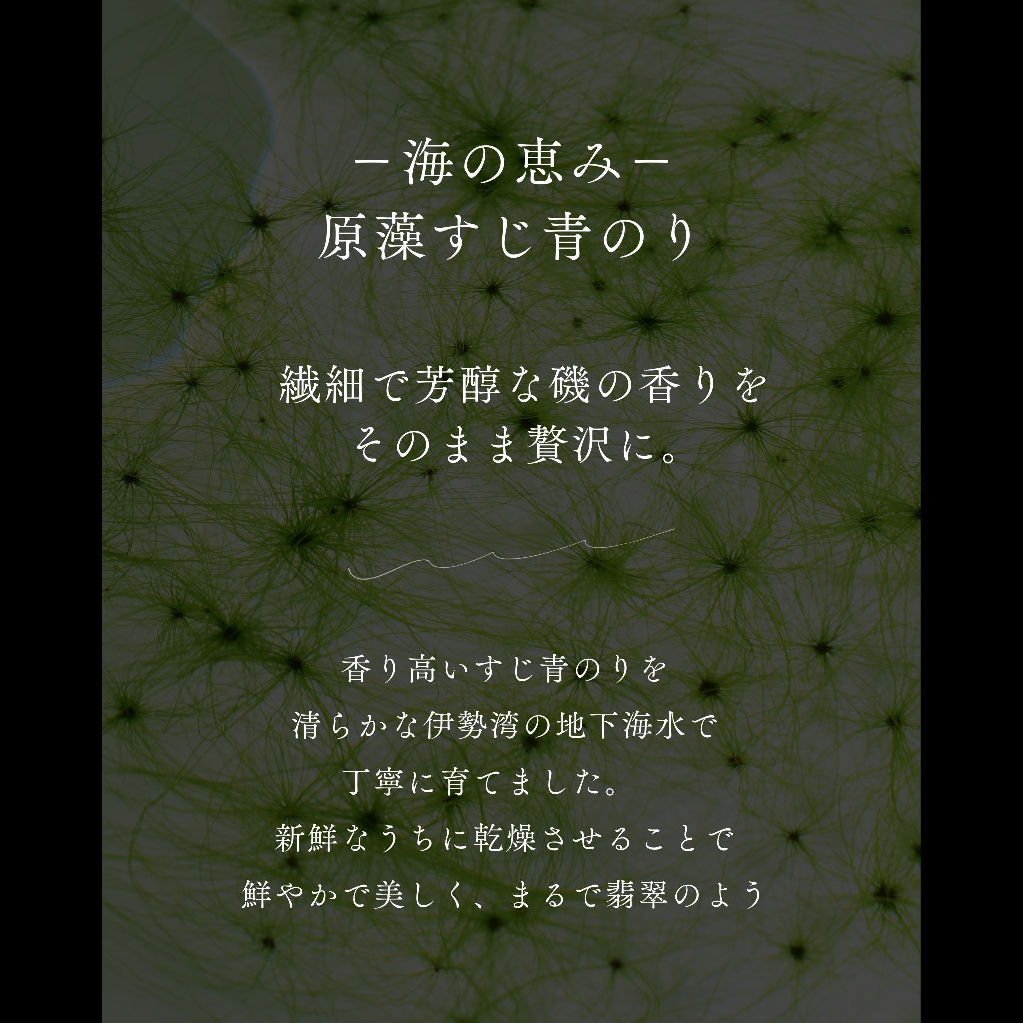 【ギフト】伊勢 翡翠のり 《２袋セット・ギフト箱入》